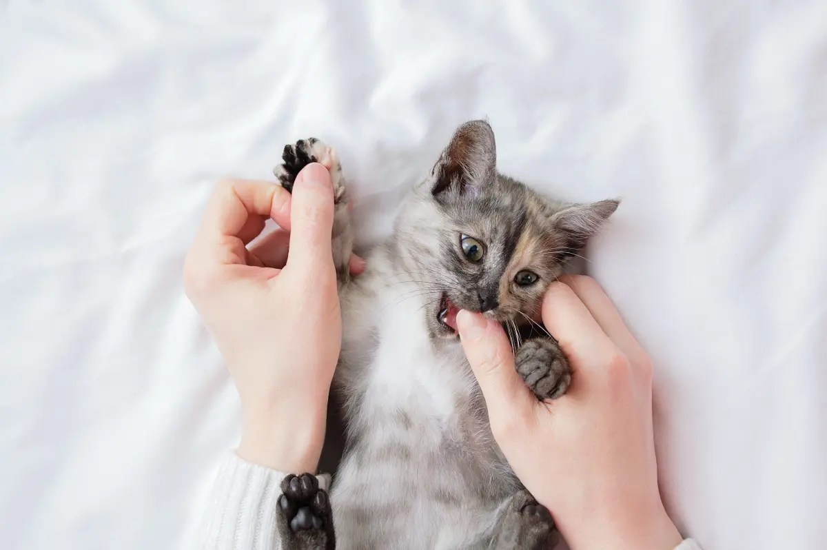 Kitten Teething Tips to Reduce and Bad Behaviours